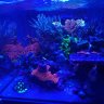 Reef Management