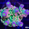 Og_Reef