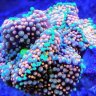 Reef'in Rob