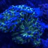 TheGulag