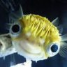 Reefen