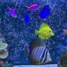Fred’s REEF