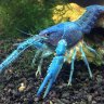 NoLobster