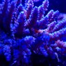 ShadowReef