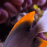 WhiteTailFish