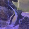 Diveks