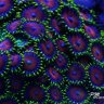 OmegaAquculture