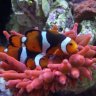 ReefSarg