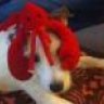 poidog