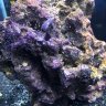 Saltfishonly