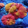 Carter's Reef