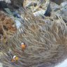 Reefjunkierookie
