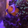 Ophelia’s Reef