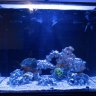 ReefJunkie28