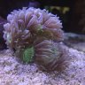 Daniel’sReef