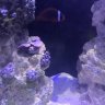 BabyShark