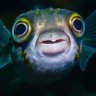 reefdoink
