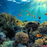 CoralBlue