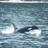 ORCA1