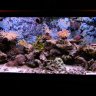 ReeferCrabness