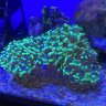 Coral Reef Keepers
