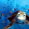 flounder