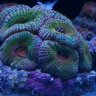 Reef UP