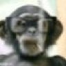 oildalemonkey