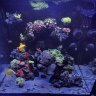 JustAlilReef