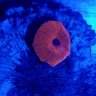 Reef Genetics