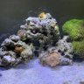 FriendoFish