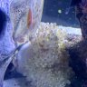 Fires Fish