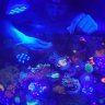 gb.reef
