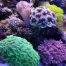 Stoneys'Reef