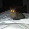 Broutilde