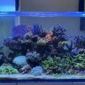 Yellow Coris Wrasse