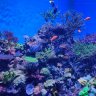 Coralcrazy06770