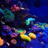 Reef_Colors