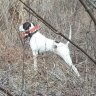 Birddog61
