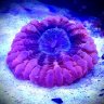 Maks Reef