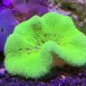 Aquatic0627