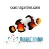 oceans garden aquaculture