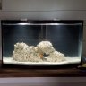 Reefnoob13