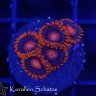 youngreefer10g