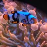 Placerreefs