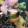 BenzoBubba