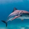 Noah's Shark