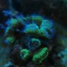 olireef
