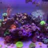 Reefapalooza