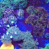 TheWorldsOceans